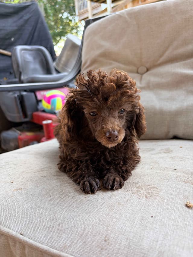 Brown MINI Poodle Puppy FULLY KENNEL TRAINED AND VACCINATED! media 12