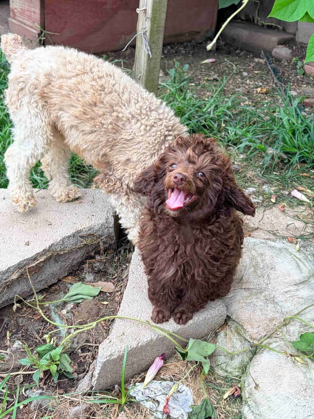 Brown MINI Poodle Puppy FULLY KENNEL TRAINED AND VACCINATED! media 13