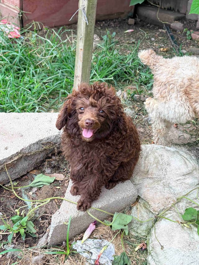 Brown MINI Poodle Puppy FULLY KENNEL TRAINED AND VACCINATED! media 14