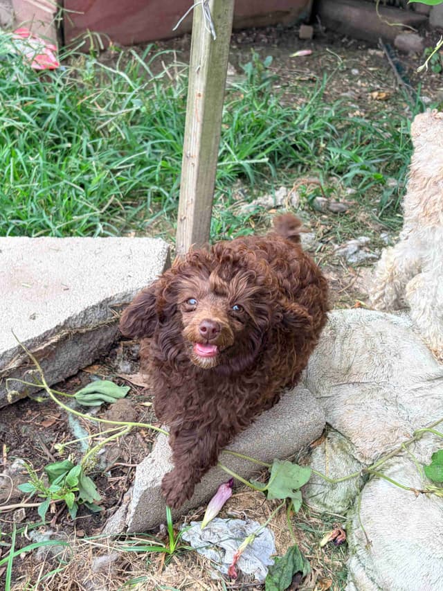 Brown MINI Poodle Puppy FULLY KENNEL TRAINED AND VACCINATED! media 15