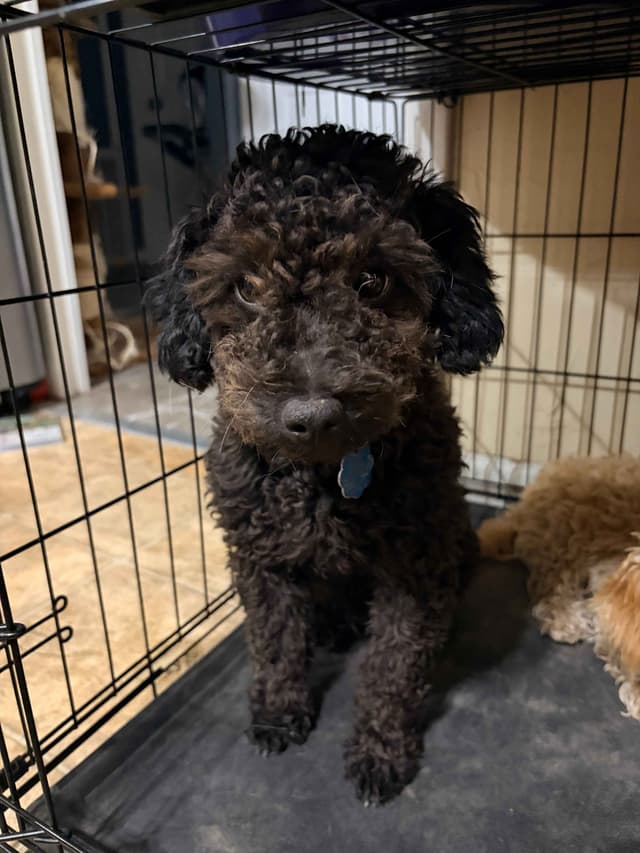 Black Male Poodle ADULT READY NOW FULLY VACCINED AND KENNEL TRAINED media 2