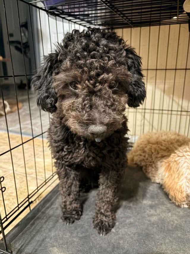 Black Male Poodle ADULT READY NOW FULLY VACCINED AND KENNEL TRAINED media 17