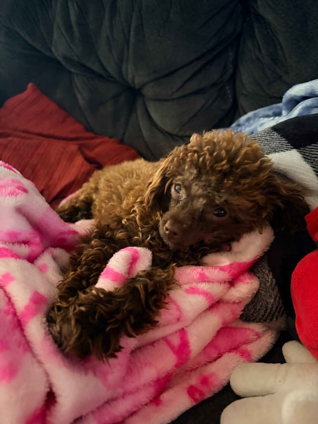 Toy Poodles media 11