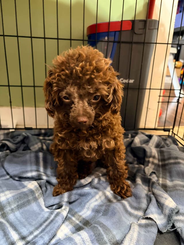 Toy Poodles media 13