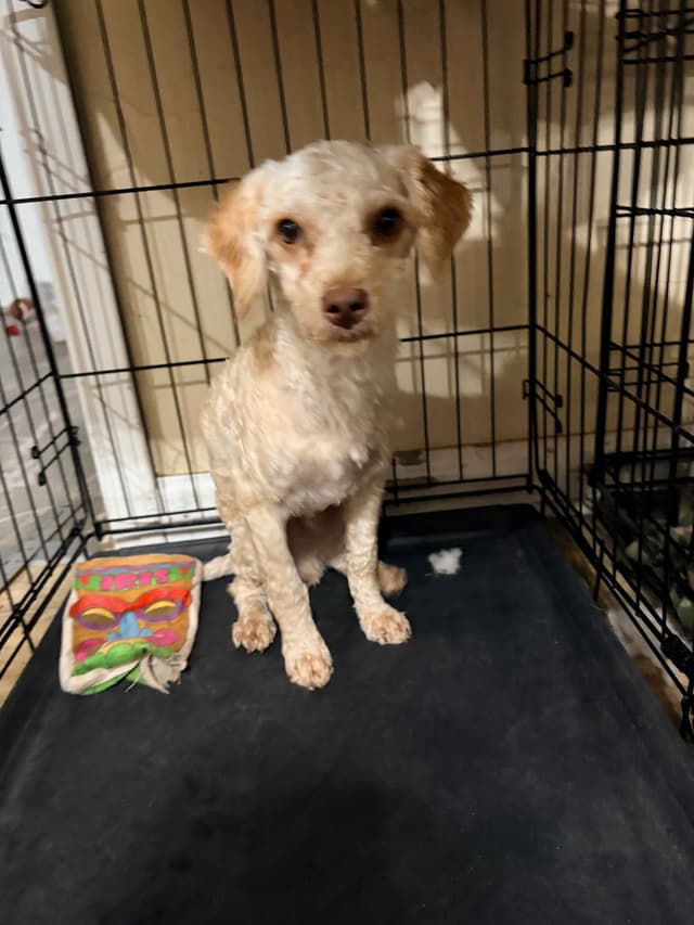 Toy Poodles media 14