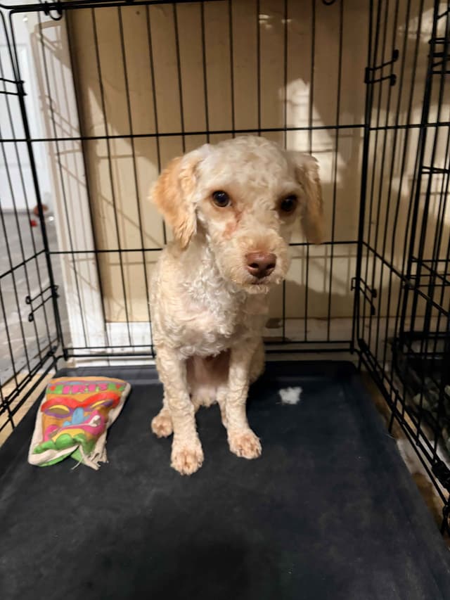 Toy Poodles media 18