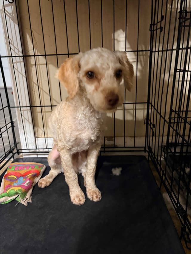 Toy Poodles media 17
