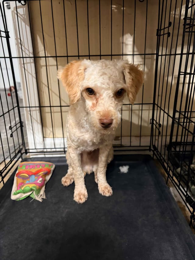 Toy Poodles media 19