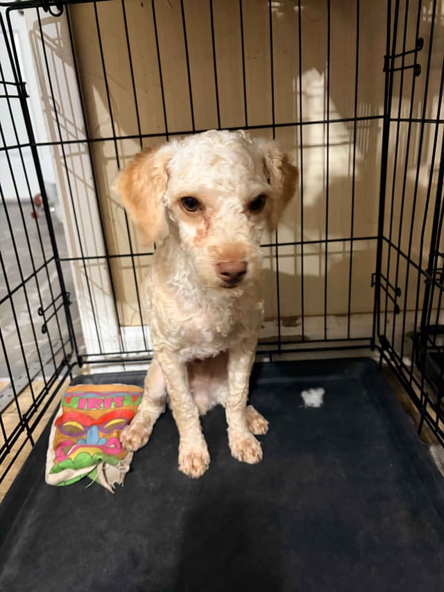 Toy Poodles media 21