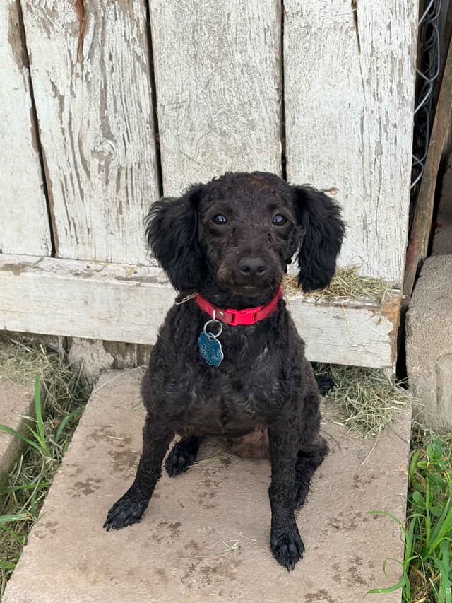 Black Male Poodle ADULT READY NOW FULLY VACCINED AND KENNEL TRAINED media 19