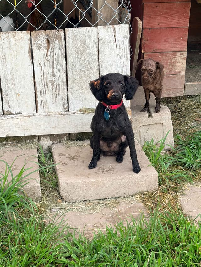 Black Male Poodle ADULT READY NOW FULLY VACCINED AND KENNEL TRAINED media 20