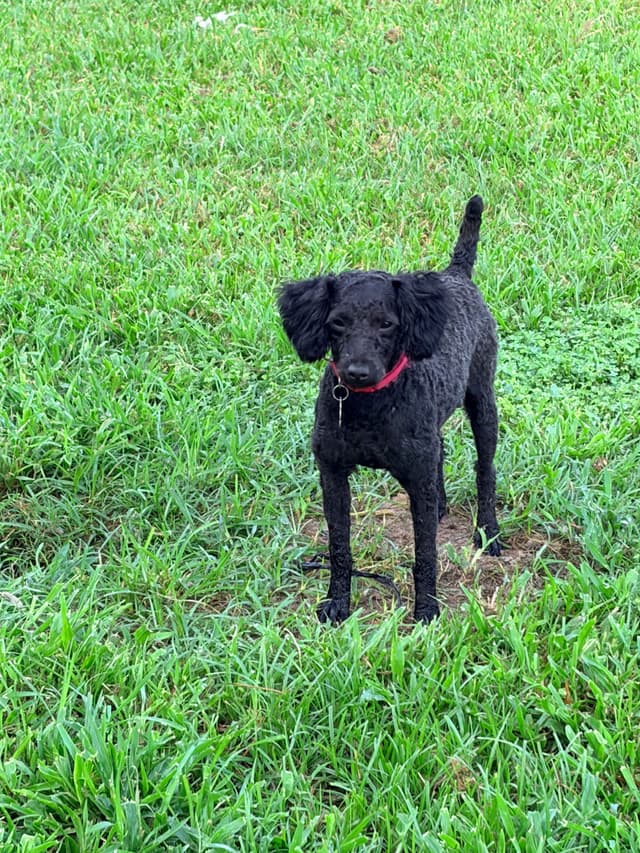 Black Male Poodle ADULT READY NOW FULLY VACCINED AND KENNEL TRAINED media 21