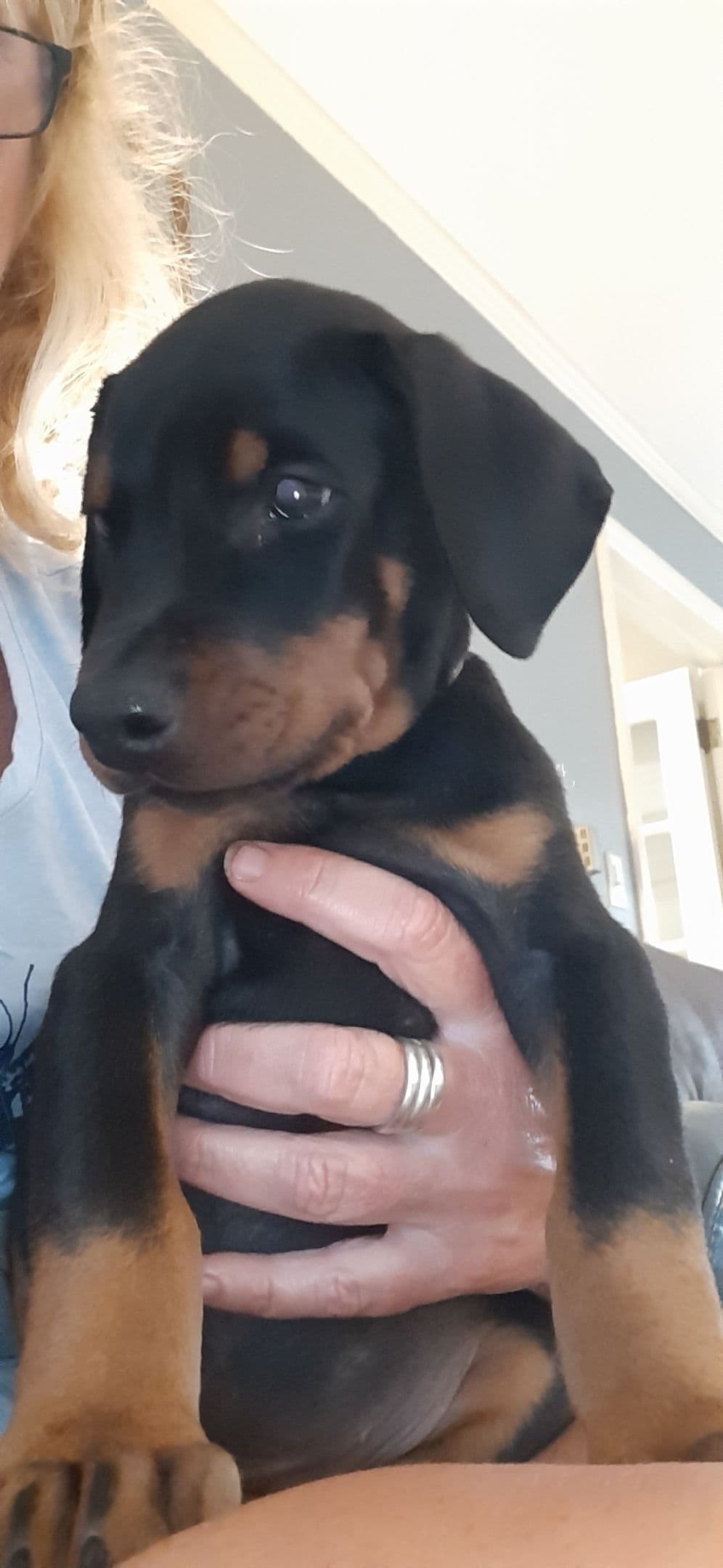 European Doberman Pinscher Puppies breeder image 1