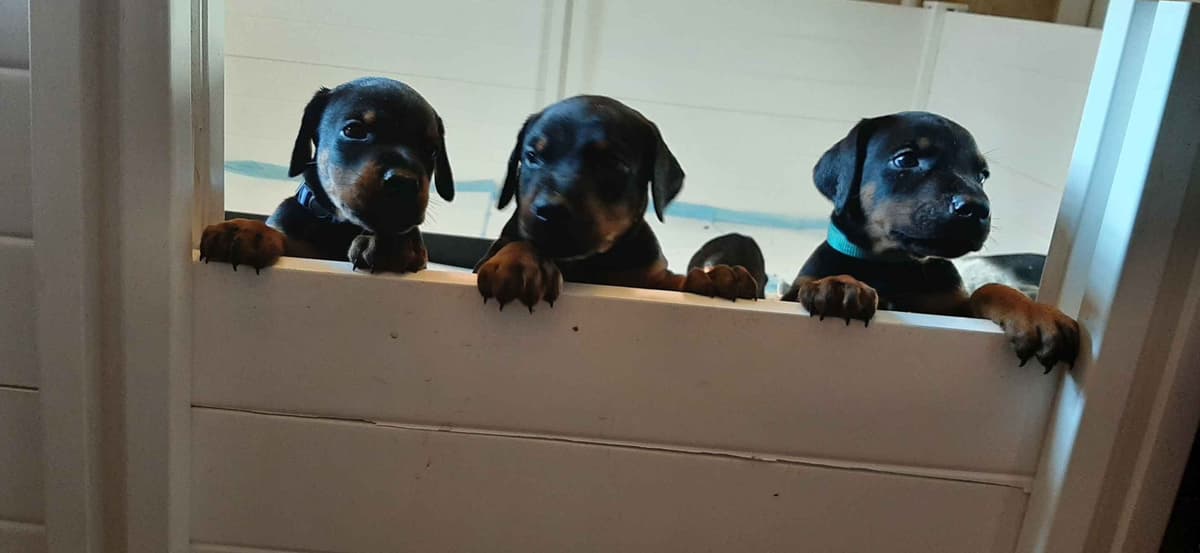 European Doberman Pinscher Puppies breeder image 3