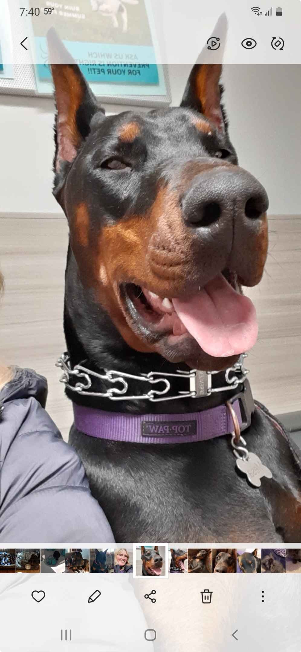 European Doberman Pinscher Puppies breeder image 2
