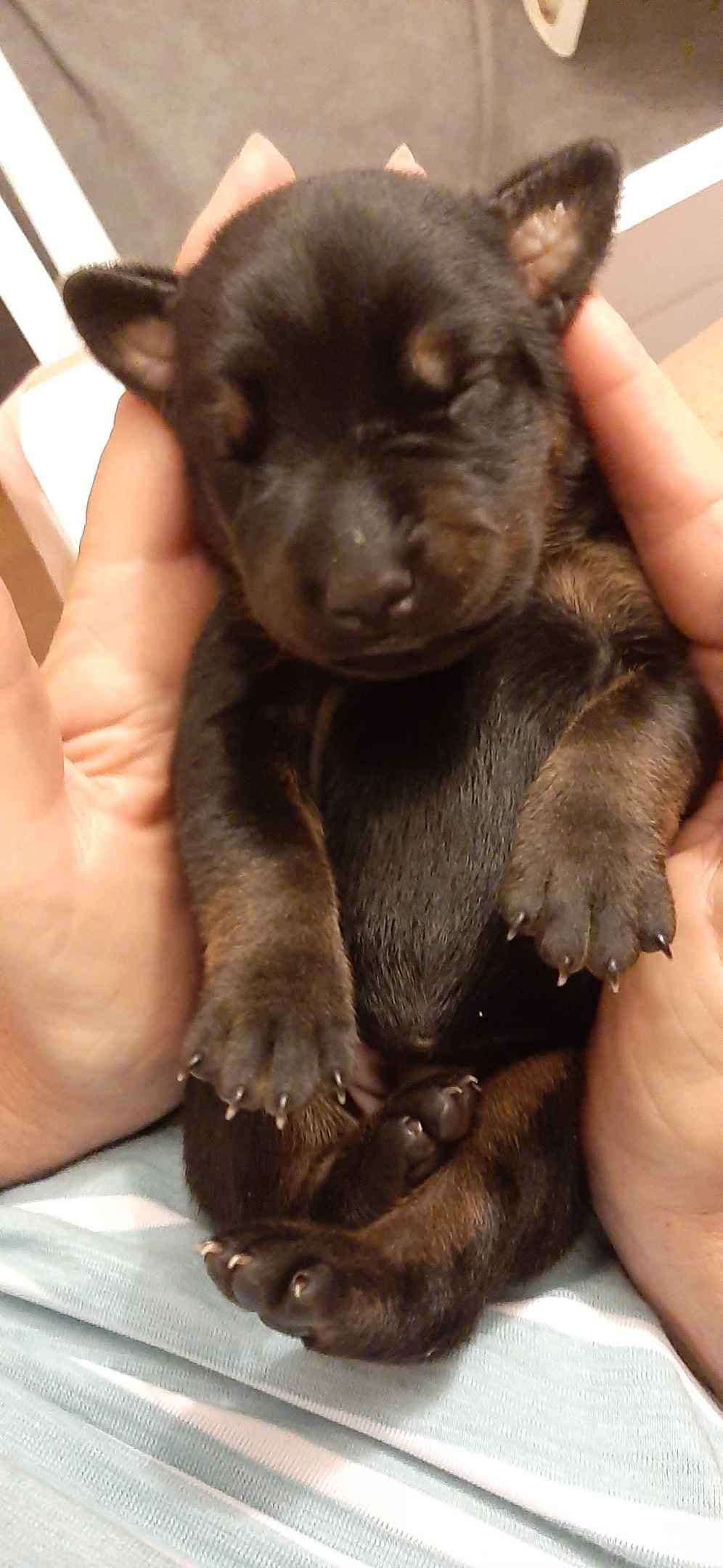 European Doberman Pinscher Puppies breeder image 4