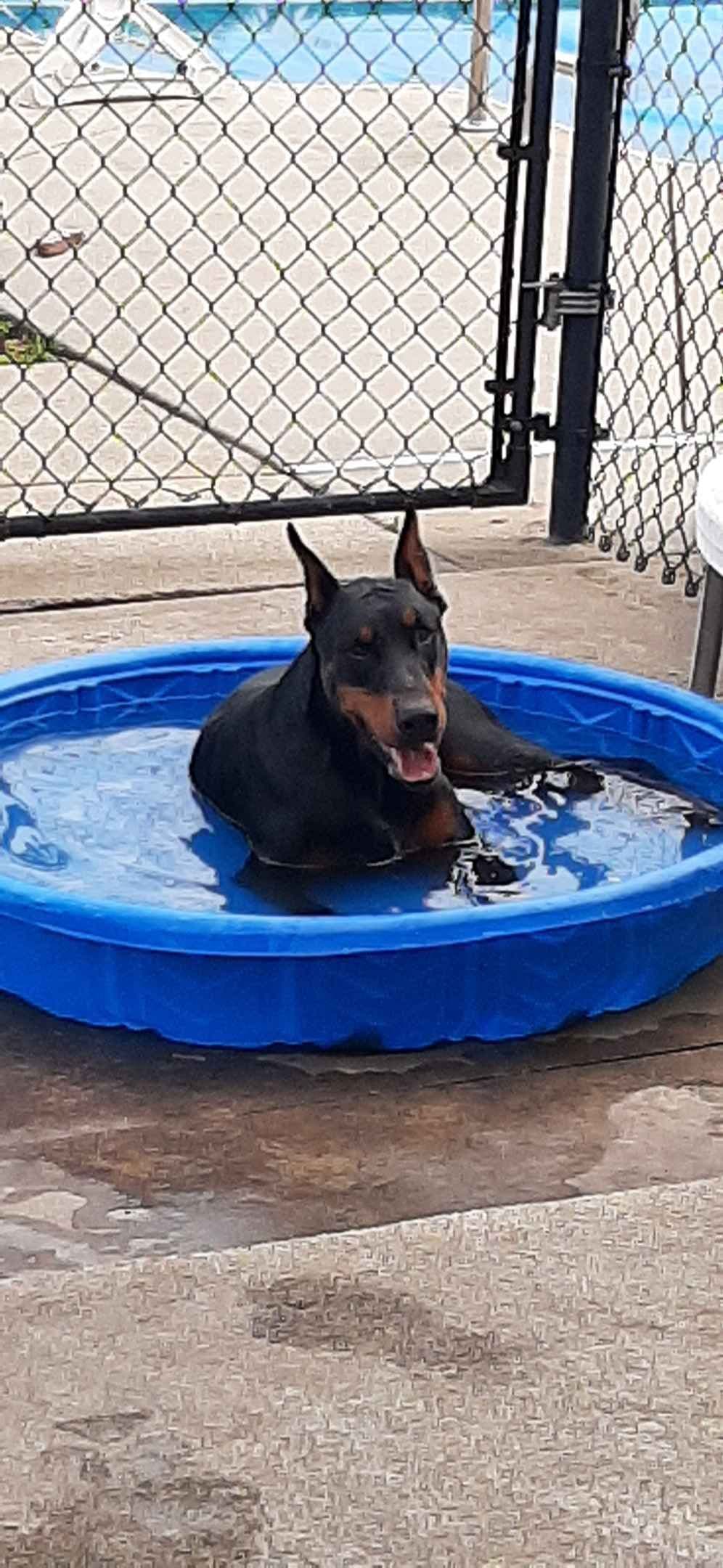 European Doberman Pinscher Puppies breeder image 6