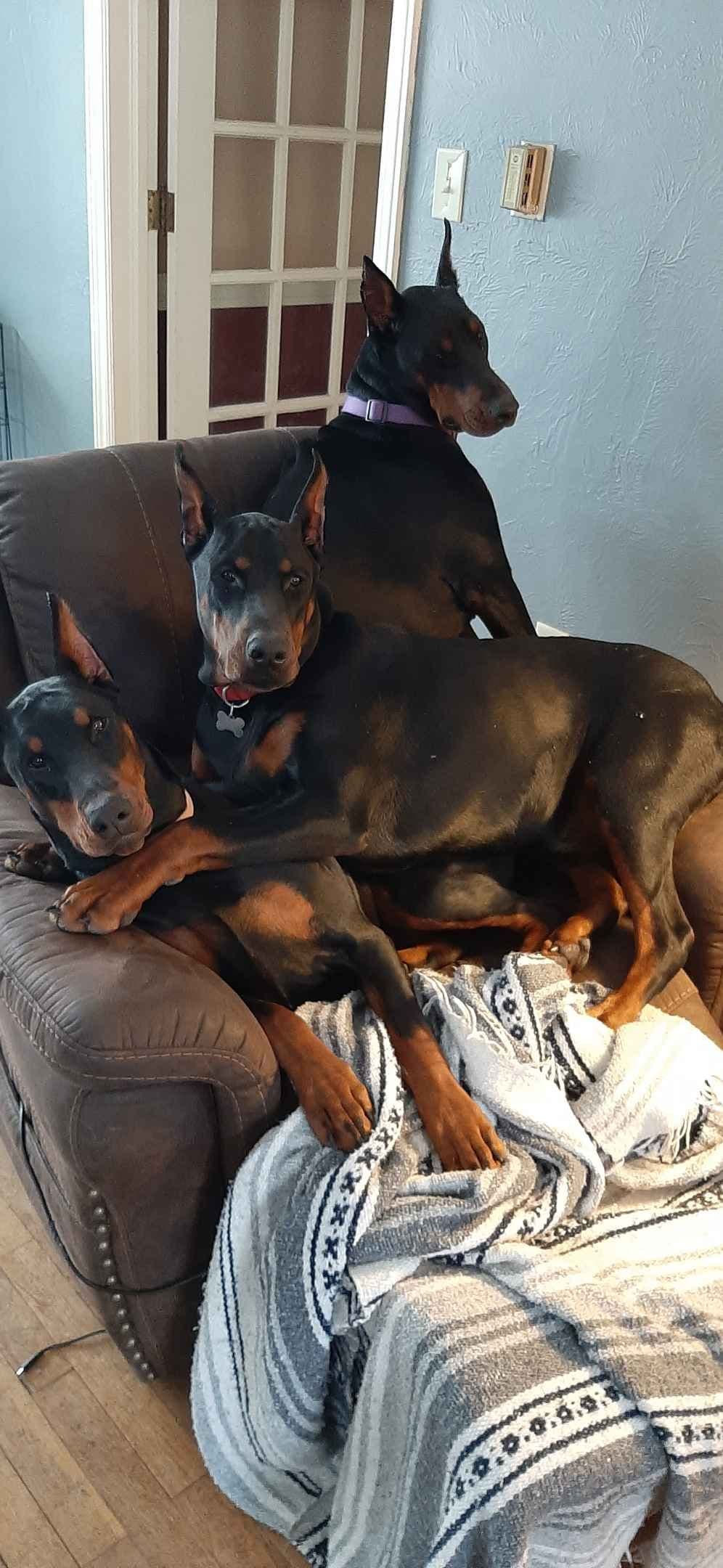 European Doberman Pinscher Puppies breeder image 5