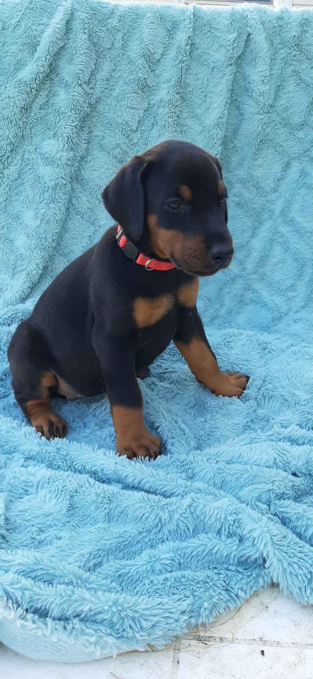European Doberman Pinscher Puppies breeder image 7