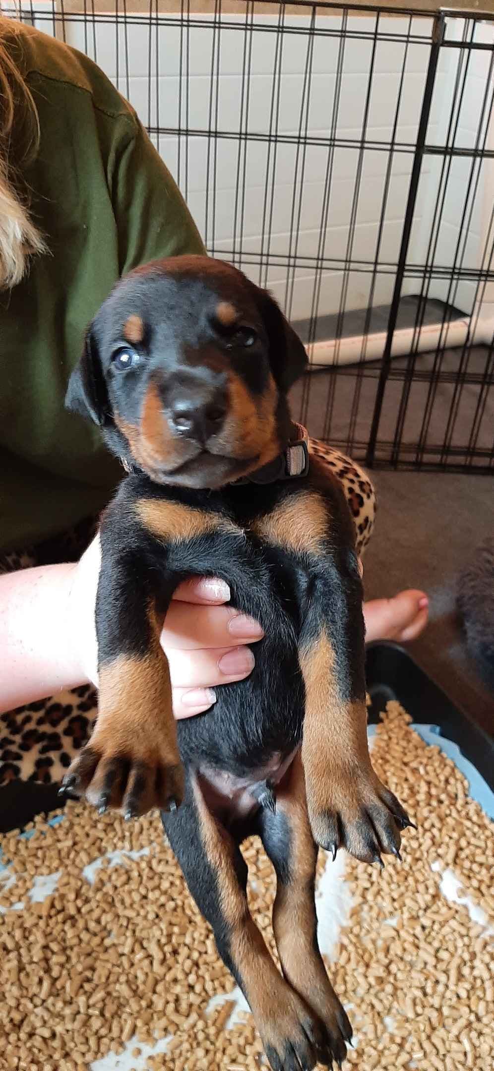 European Doberman Pinscher Puppies breeder image 8