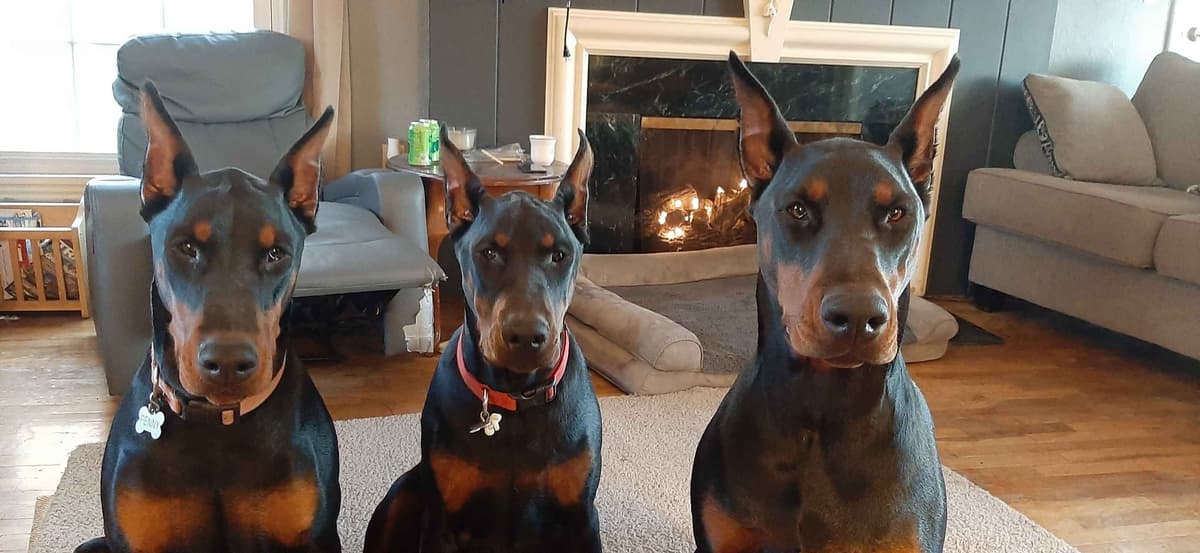 European Doberman Pinscher Puppies breeder image 10
