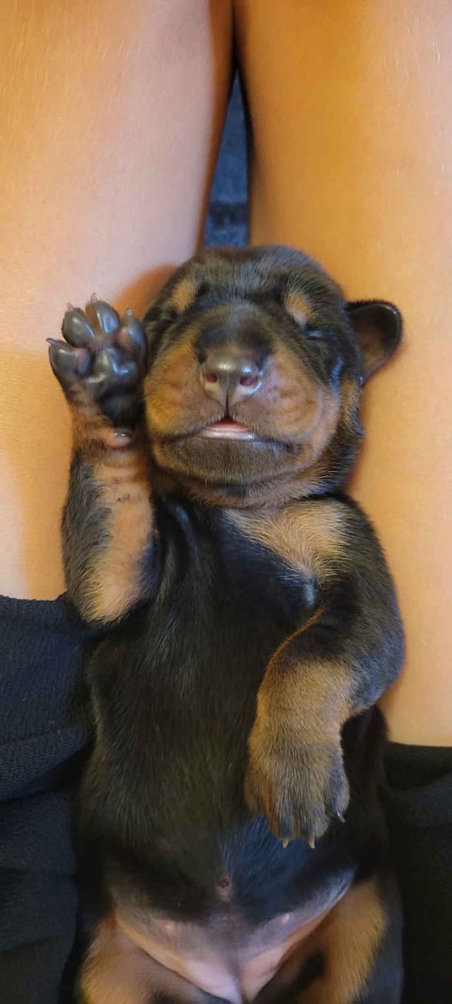 European Doberman Pinscher Puppies media 3
