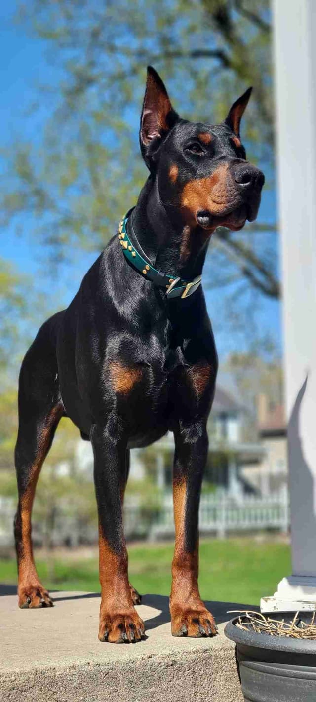 European Doberman Pinscher Puppies media 4