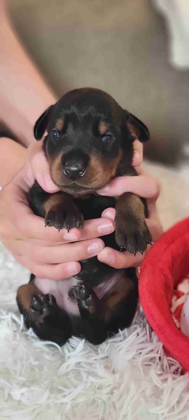 European Doberman Pinscher Puppies media 6