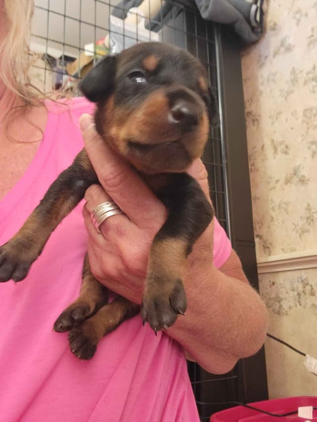 European Doberman Pinscher Puppies media 5