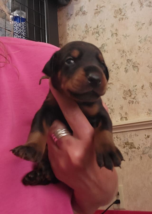 European Doberman Pinscher Puppies media 2