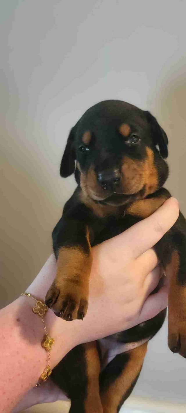European Doberman Pinscher Puppies media 2