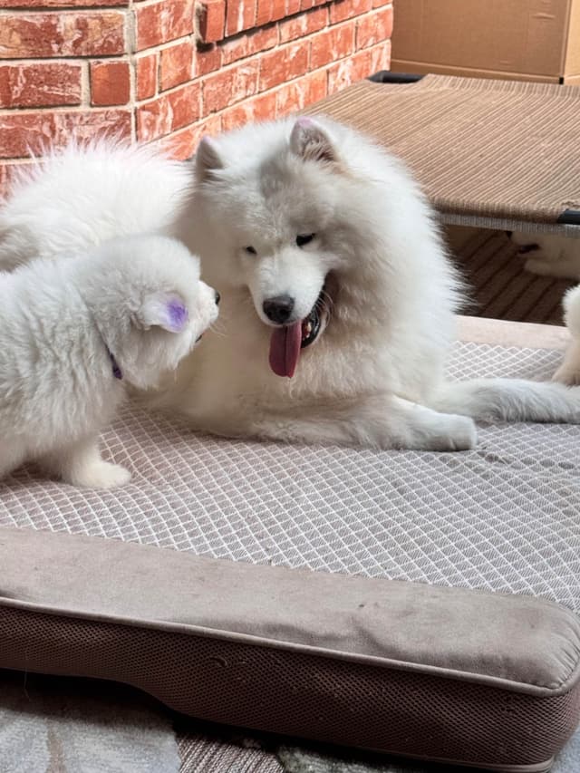 Samoyed Puppy 11 wks media 3