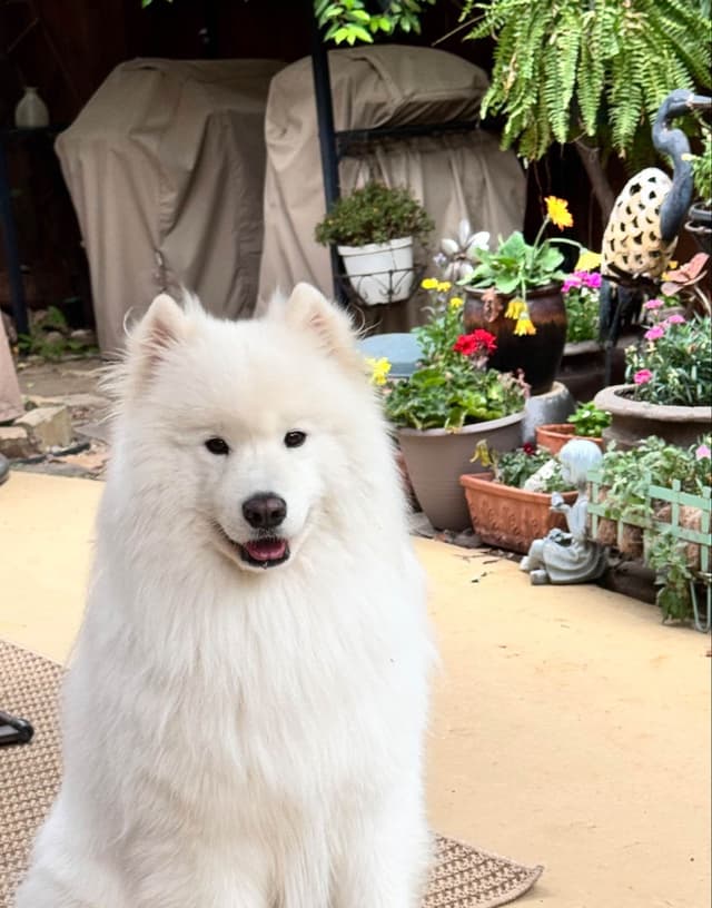 Samoyed Puppy 11 wks media 4