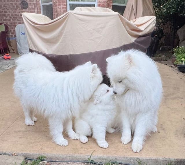 Samoyed Puppy 11 wks media 2