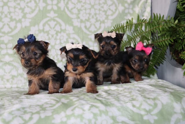 Yorkshire Terrier Puppies media 3