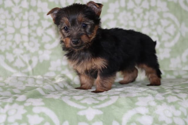 Yorkshire Terrier Puppies media 2