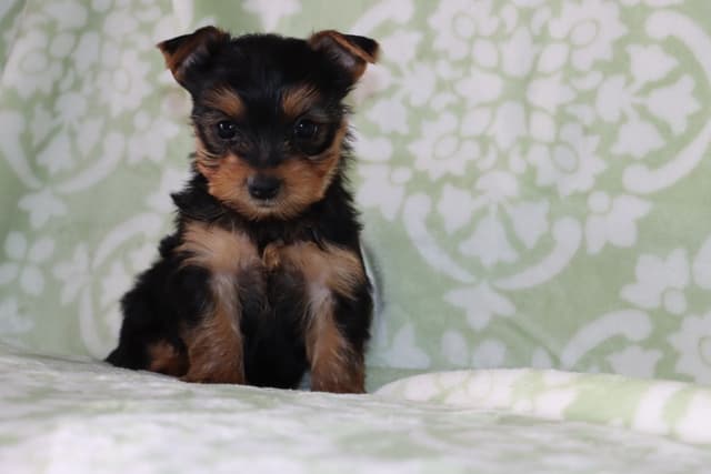 Yorkshire Terrier Puppies media 5