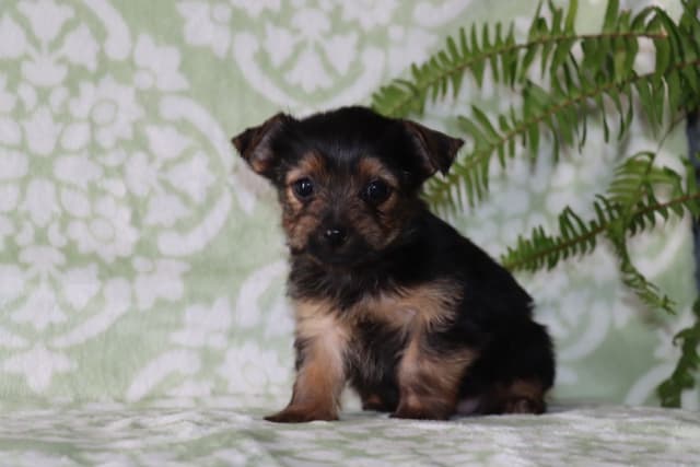 Yorkshire Terrier Puppies media 4