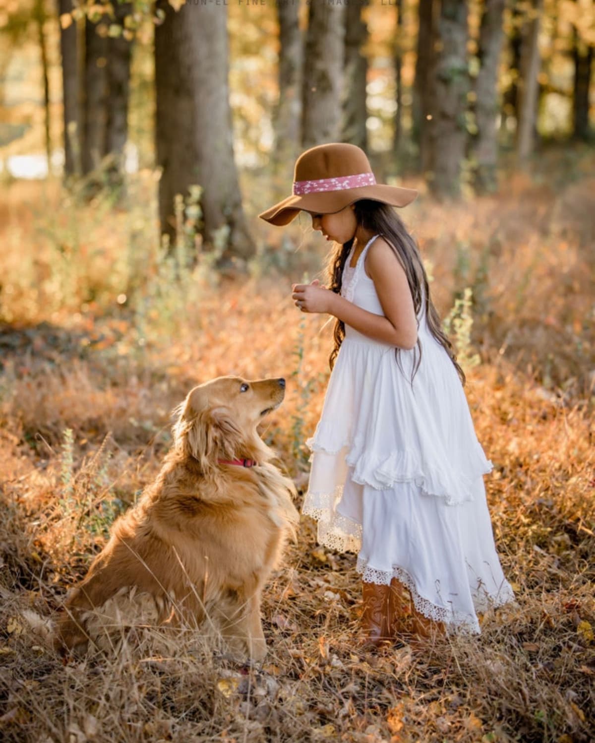 Golden Retriever Puppies breeder image 1