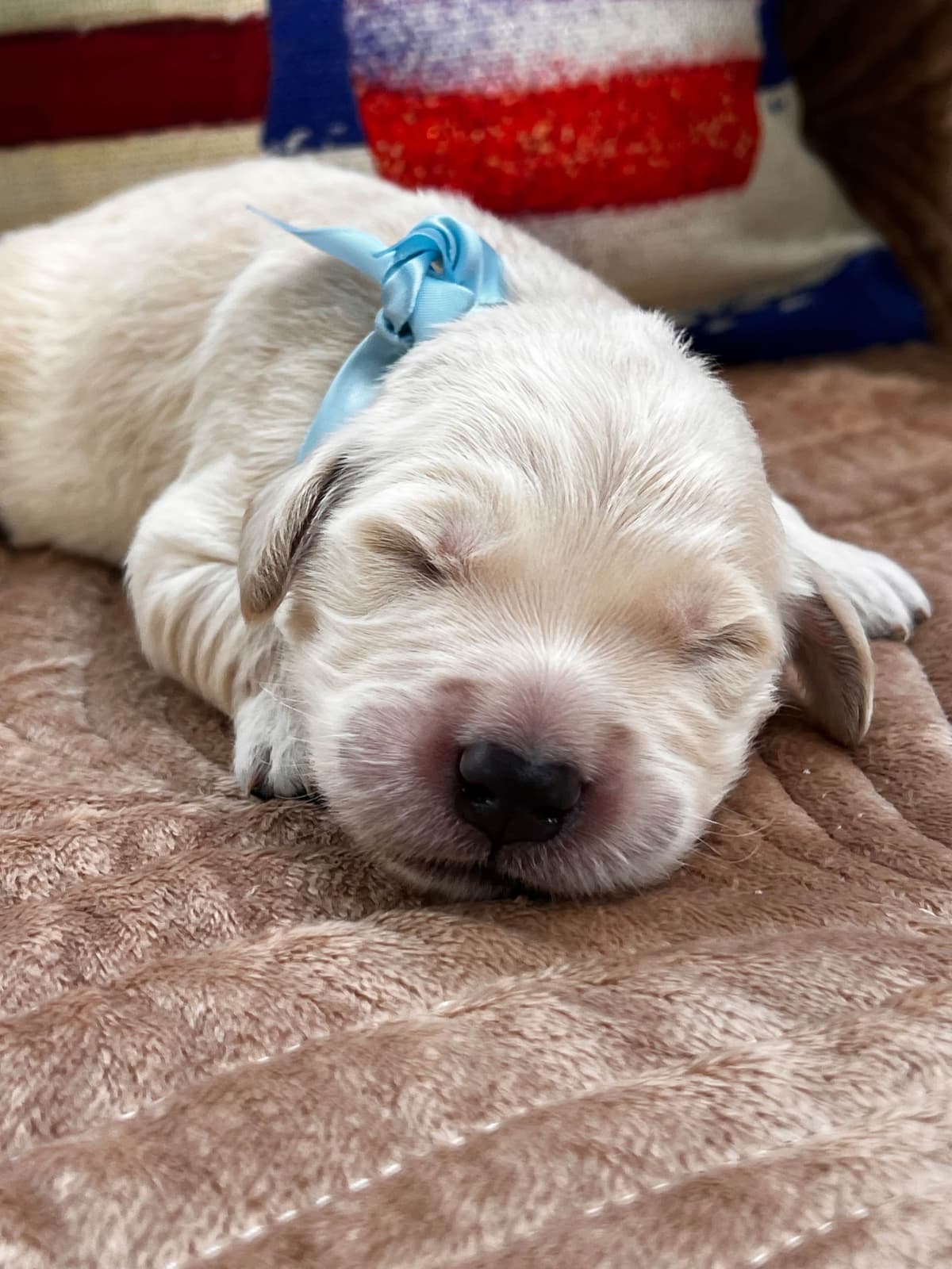 Golden Retriever Puppies breeder image 2