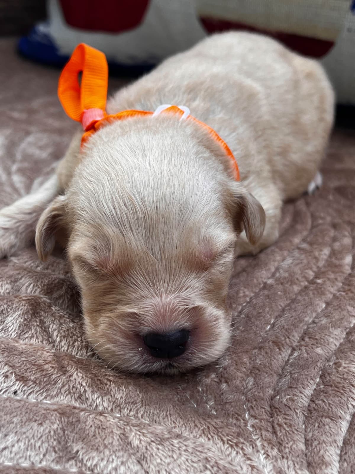 Golden Retriever Puppies breeder image 4