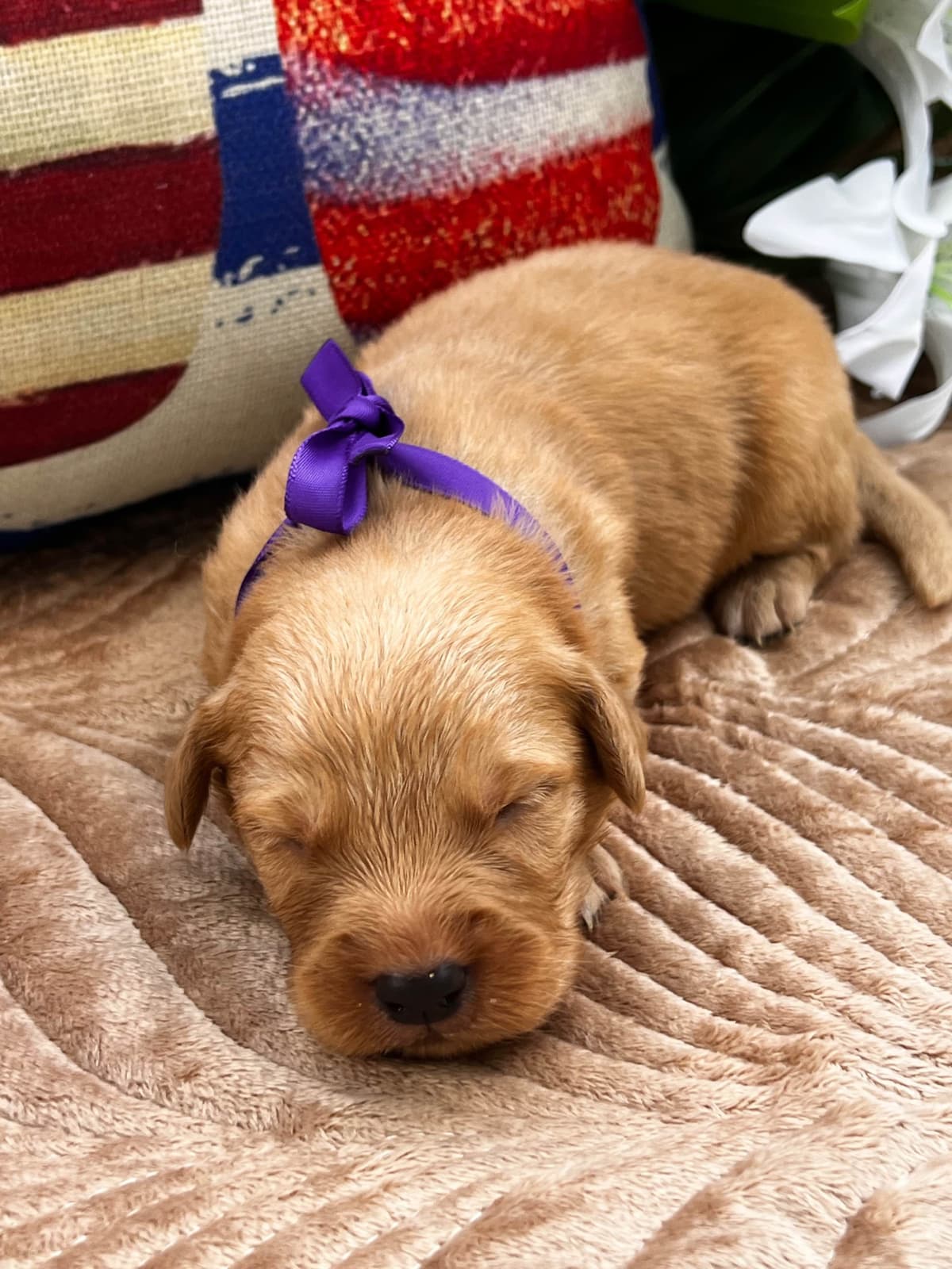 Golden Retriever Puppies breeder image 5