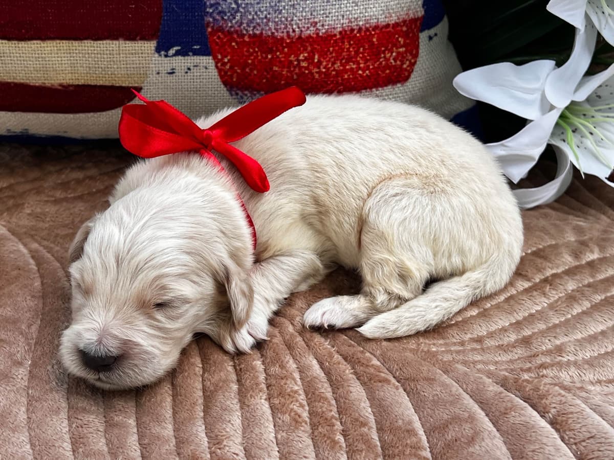 Golden Retriever Puppies breeder image 6
