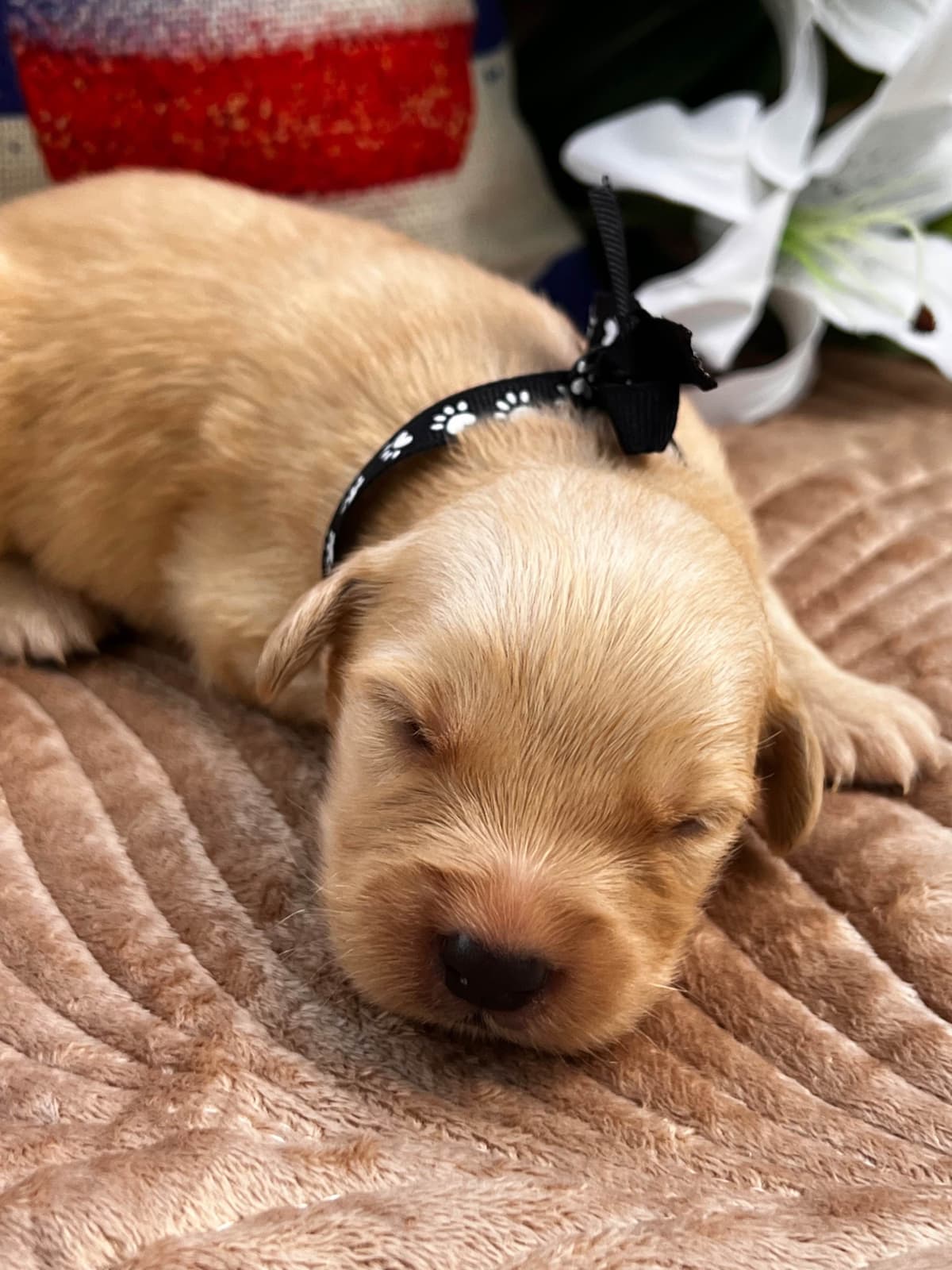 Golden Retriever Puppies breeder image 7