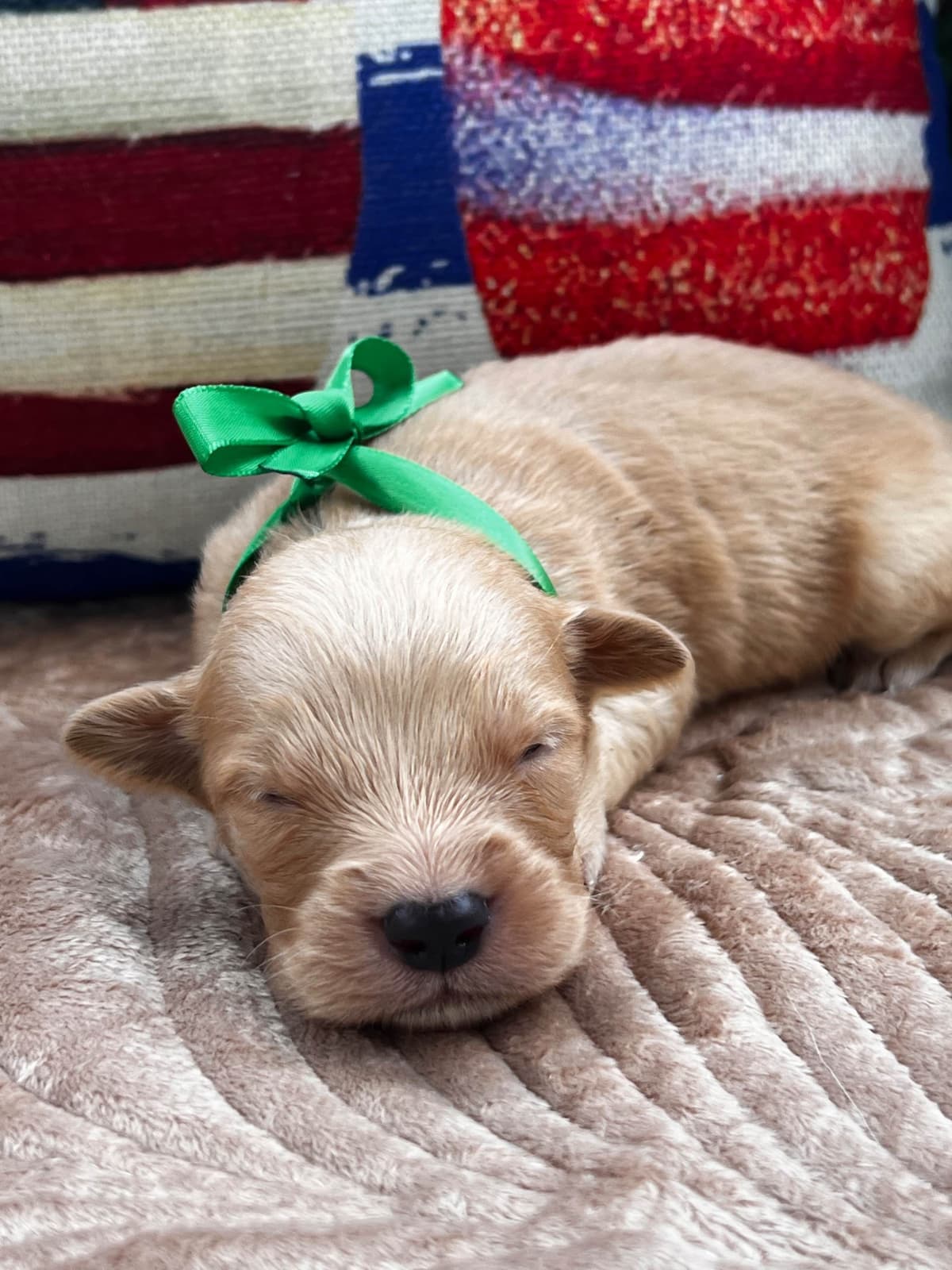 Golden Retriever Puppies breeder image 8