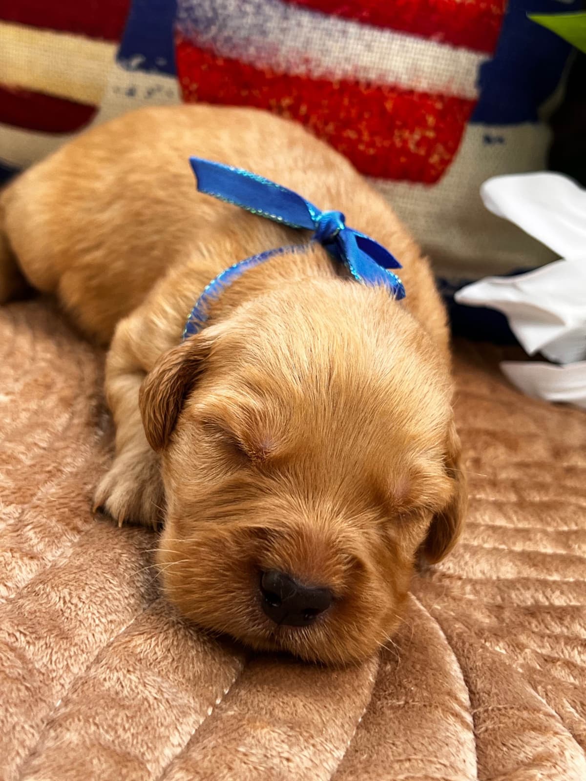 Golden Retriever Puppies breeder image 9