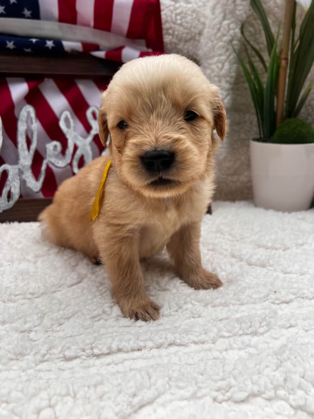 Golden Retriever Puppies media 3