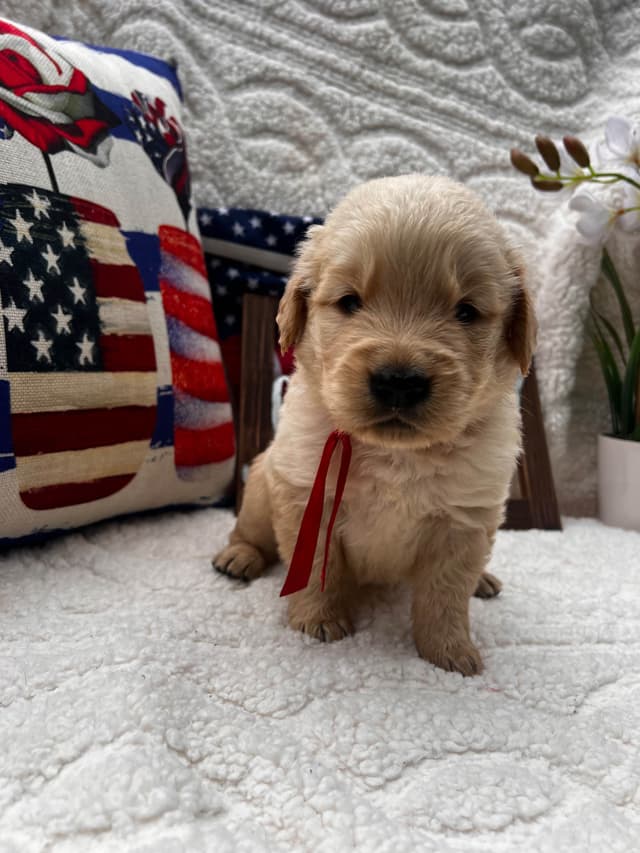 Golden Retriever Puppies media 5