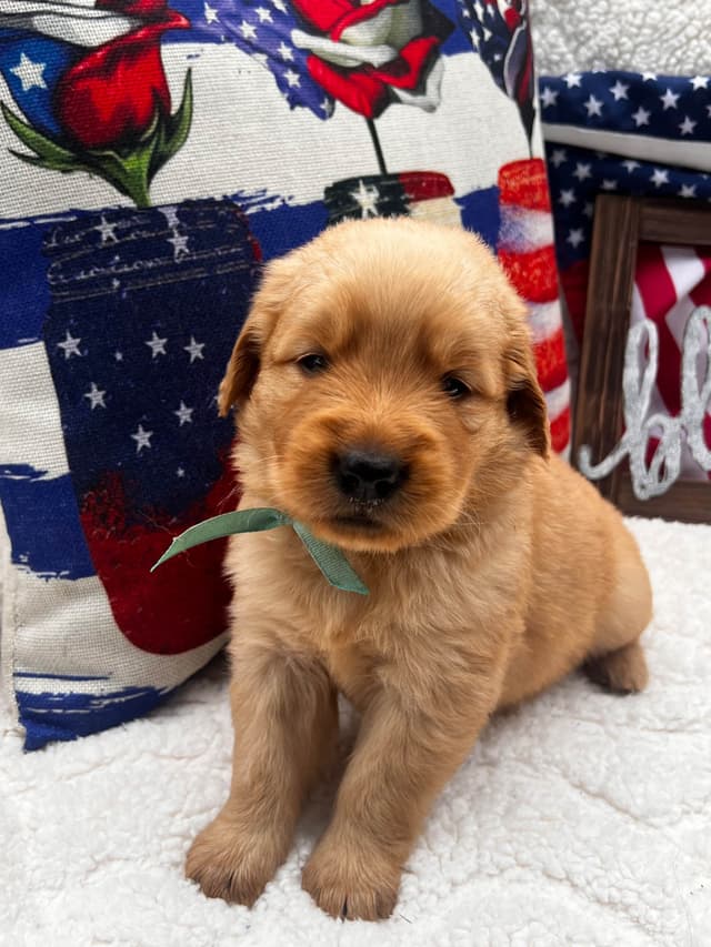 Golden Retriever Puppies media 4