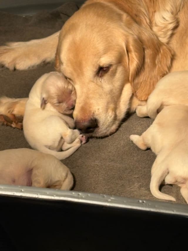 Golden Retriever Puppies - beautiful, sweet, loving puppies media 6